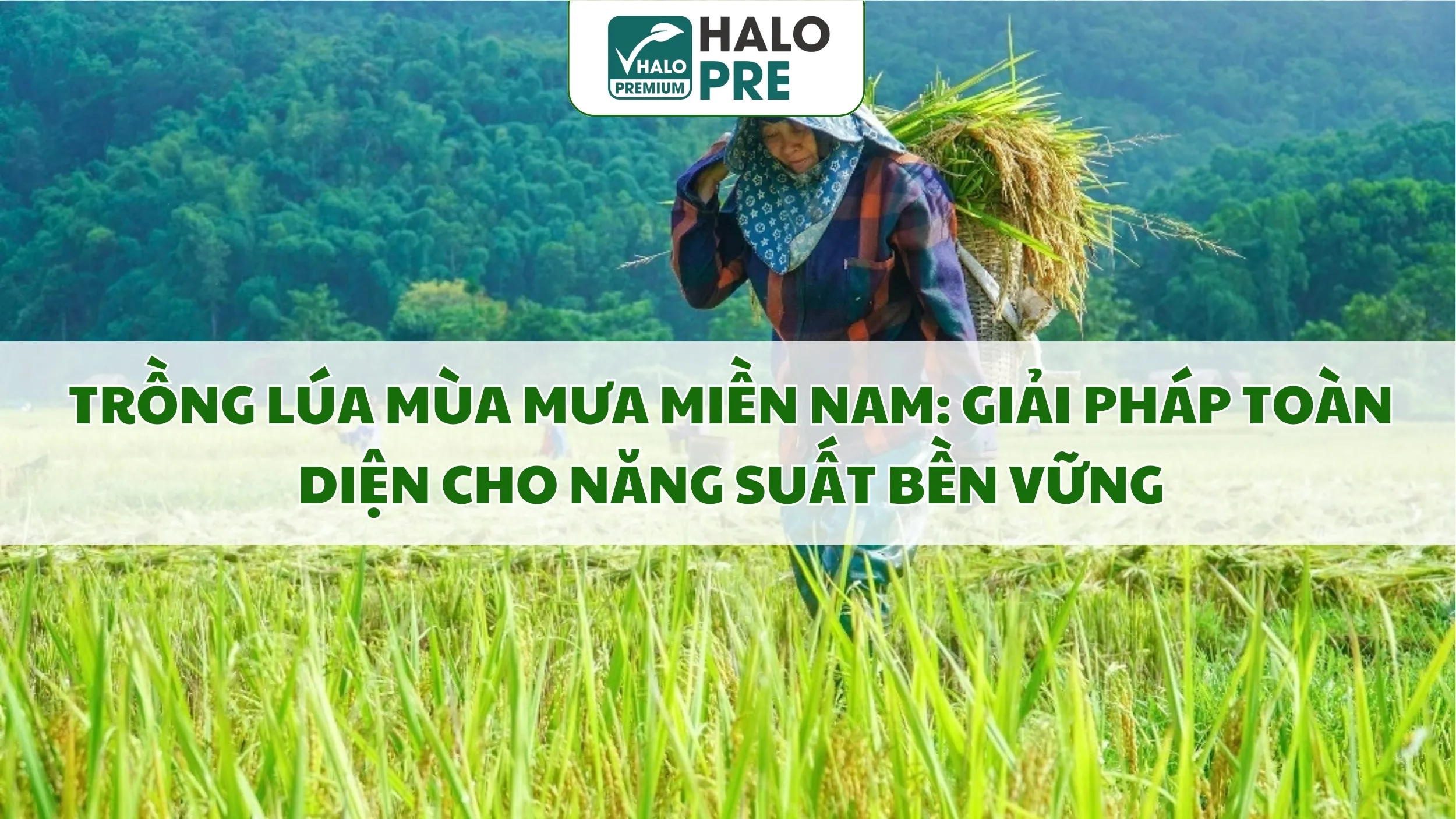 TRỒNG LÚA MÙA MƯA MIỀN NAM: GIẢI PHÁP TOÀN DIỆN CHO NĂNG SUẤT BỀN VỮNG