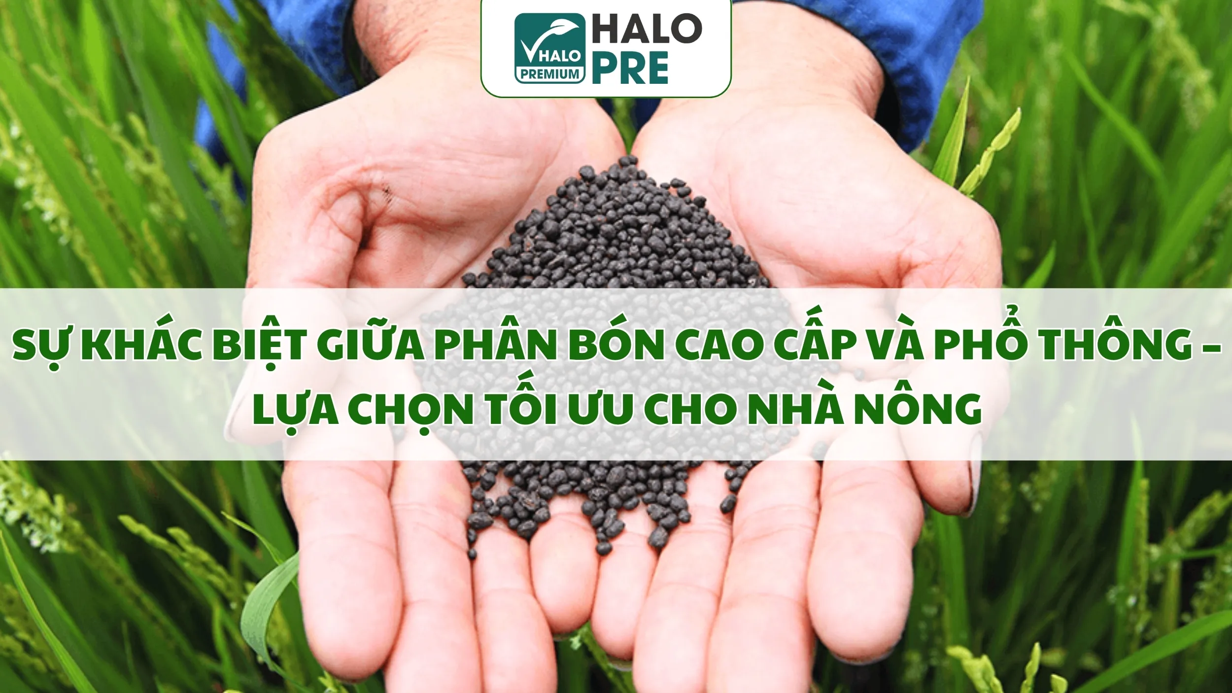 Sự Khác Biệt Giữa Phân Bón Cao Cấp Và Phổ Thông – Lựa Chọn Tối Ưu Cho Nhà Nông