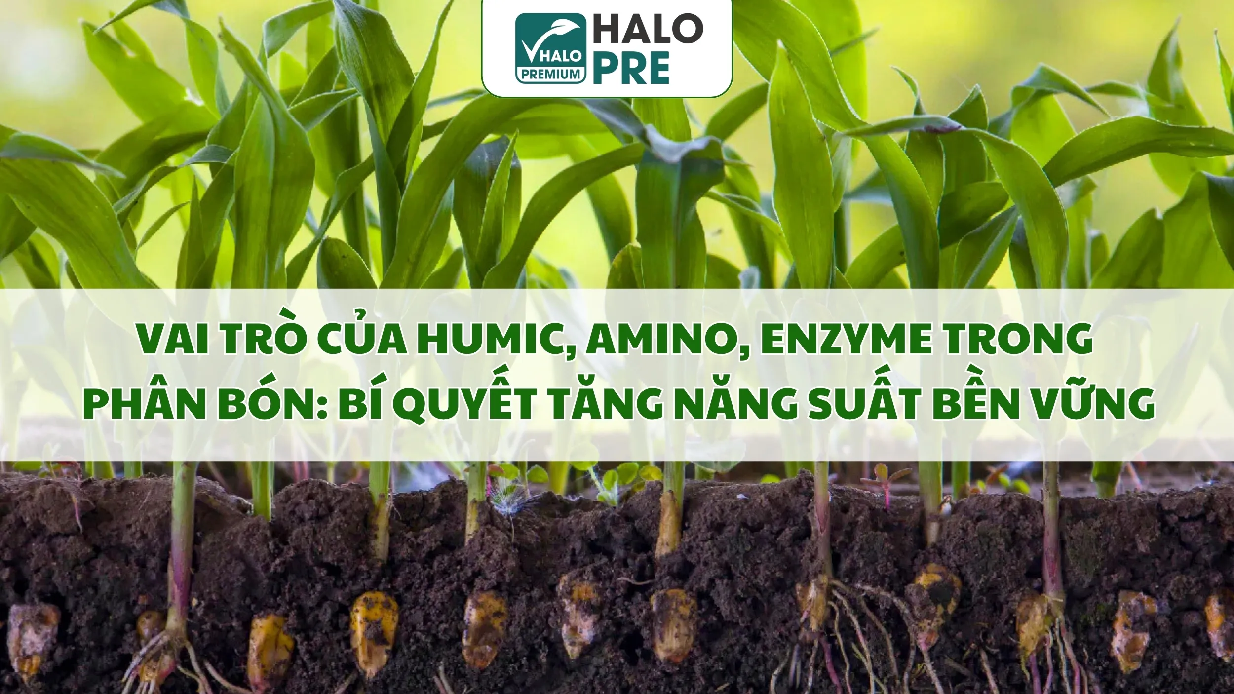 Vai Trò Của Humic, Amino, Enzyme Trong Phân Bón: Bí Quyết Tăng Năng Suất Bền Vững