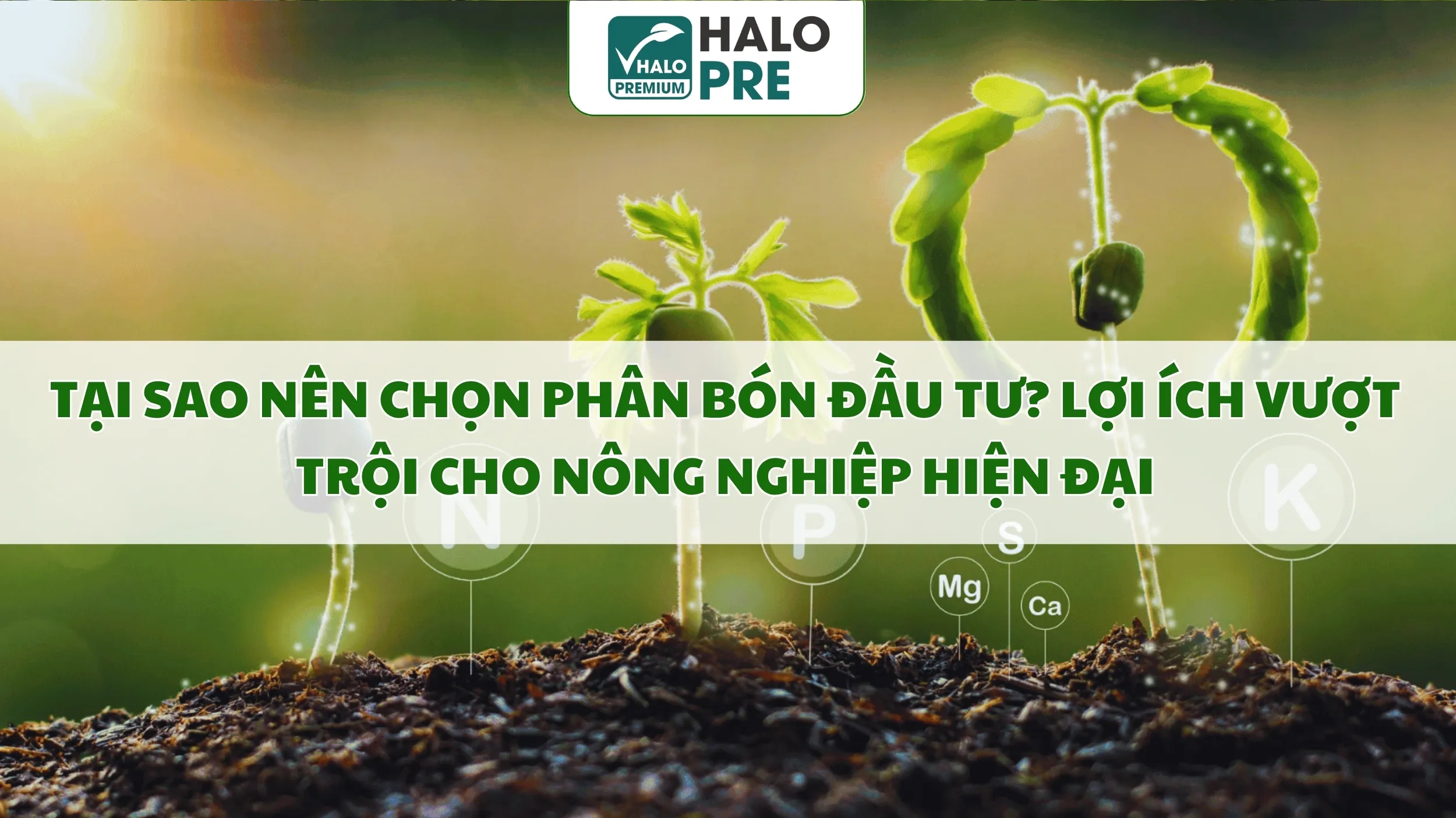 Tại Sao Nên Chọn Phân Bón Đầu Tư? Lợi Ích Vượt Trội Cho Nông Nghiệp Hiện Đại 