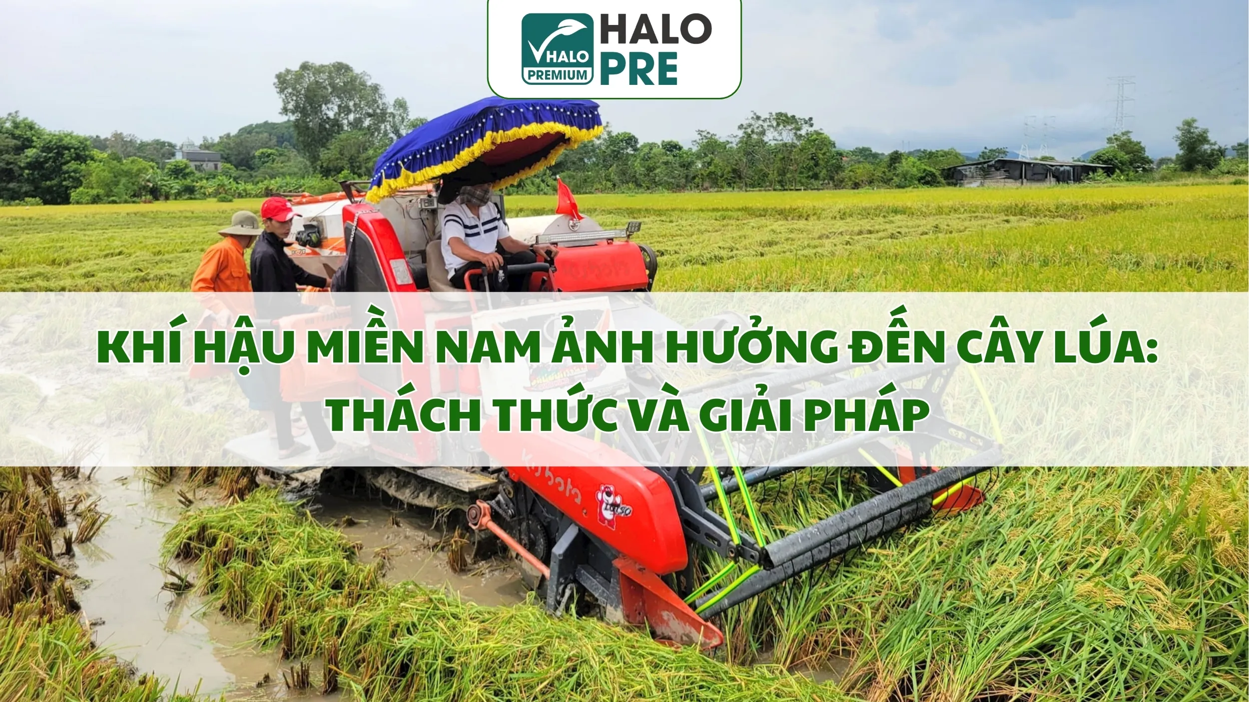 KHÍ HẬU MIỀN NAM ẢNH HƯỞNG ĐẾN CÂY LÚA: THÁCH THỨC VÀ GIẢI PHÁP