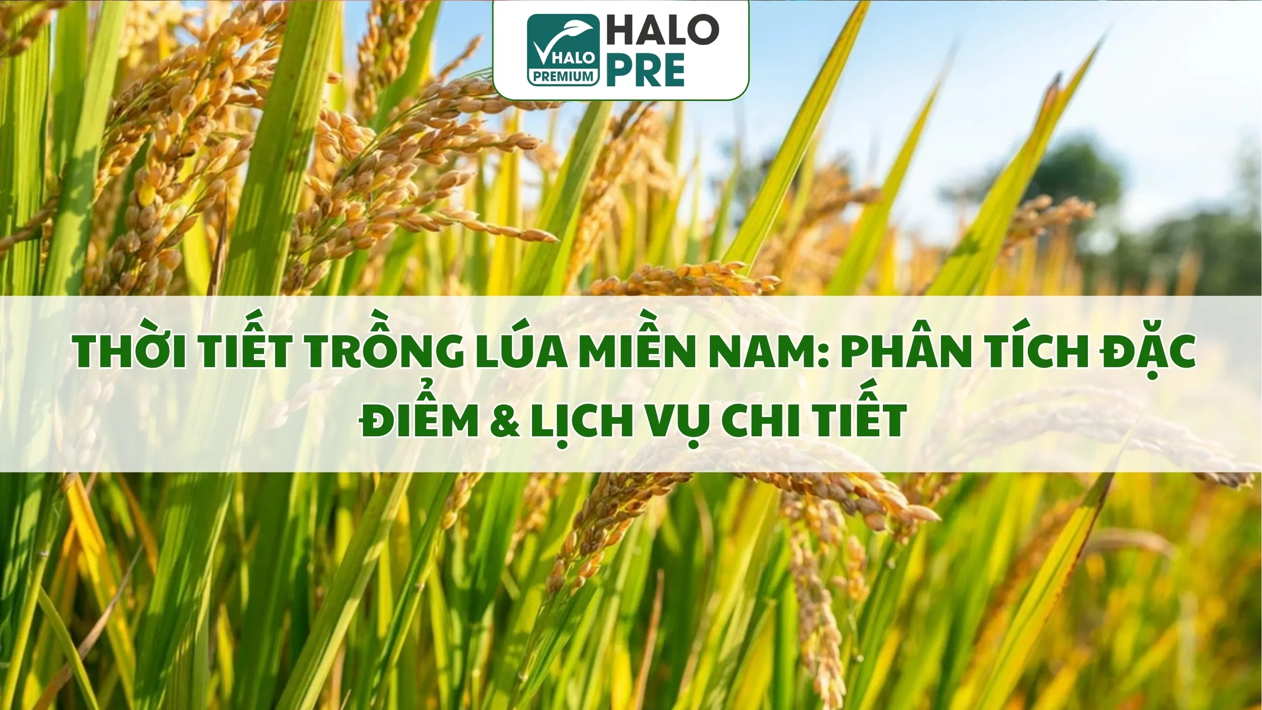 THỜI TIẾT TRỒNG LÚA MIỀN NAM: PHÂN TÍCH ĐẶC ĐIỂM & LỊCH VỤ CHI TIẾT 