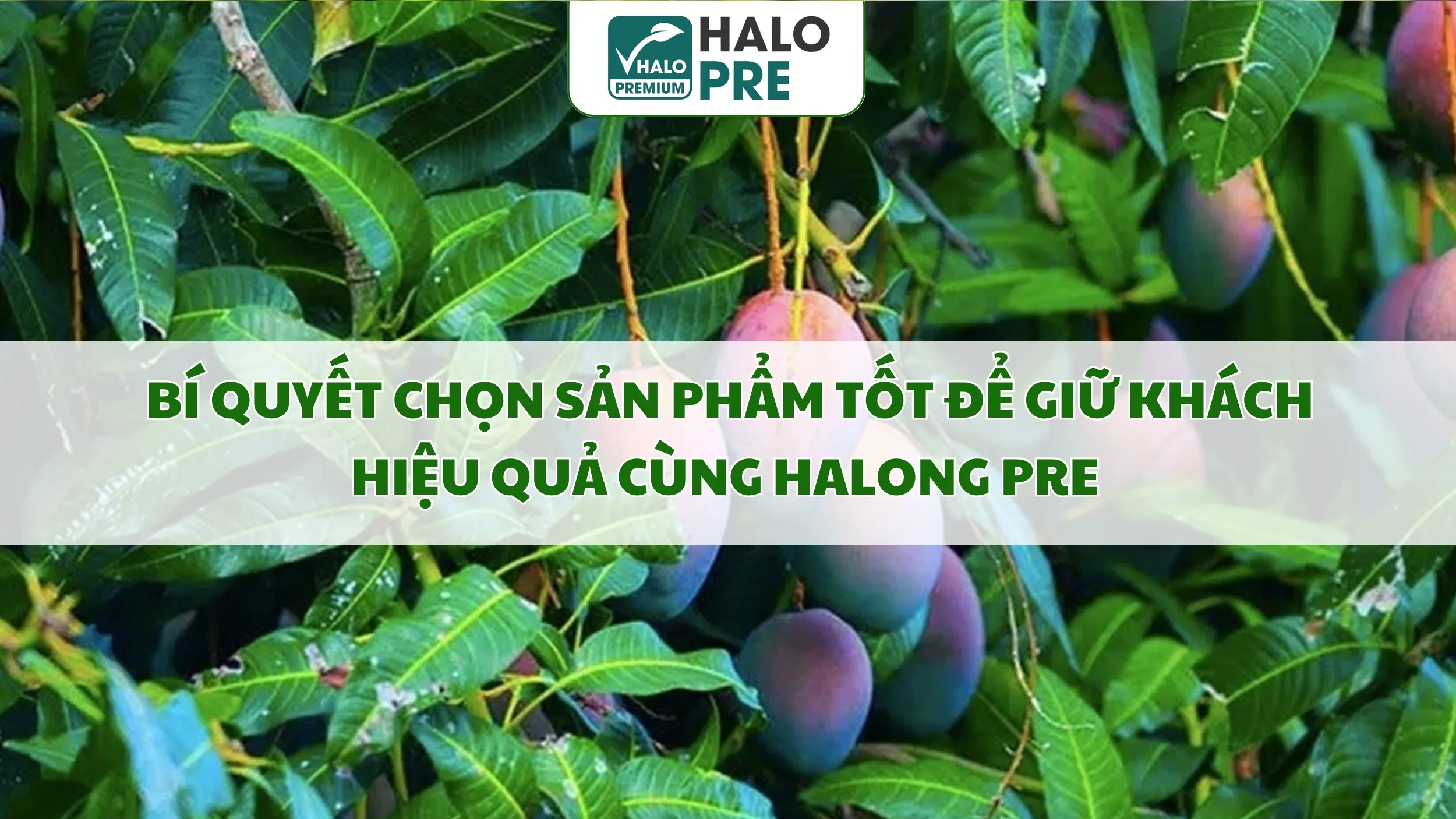 Bí Quyết Chọn Sản Phẩm Tốt Để Giữ Khách Hiệu Quả Cùng Halong Pre  